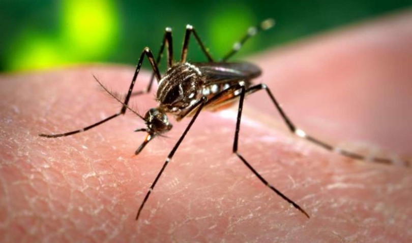Primo caso di Zika a Bologna