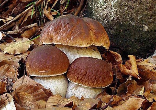 Tempo di funghi: mangiarli senza rischi. Riapre l’ispettorato micologico