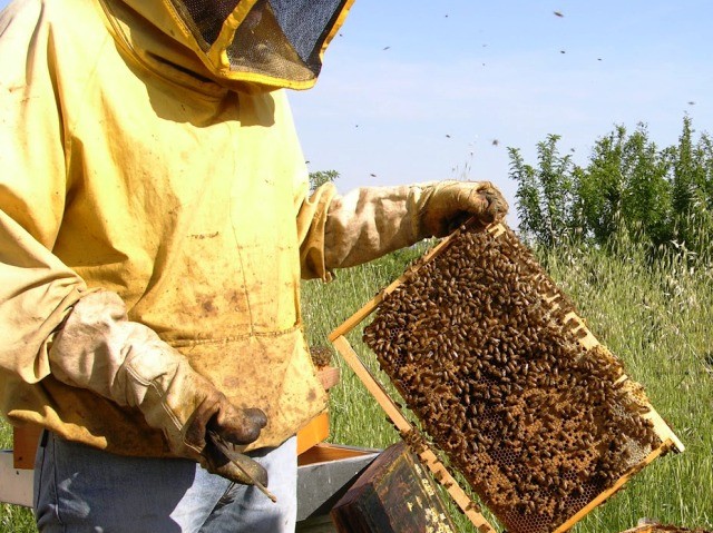 Miele, crollo della produzione. Colpa delle piogge
