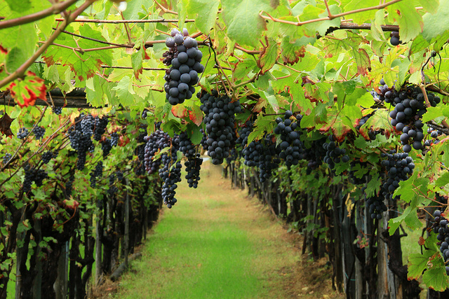 Produttori di vino in polemica con la Regione. Stop all’uso sistematico del Mosto Rettificato Concentrato