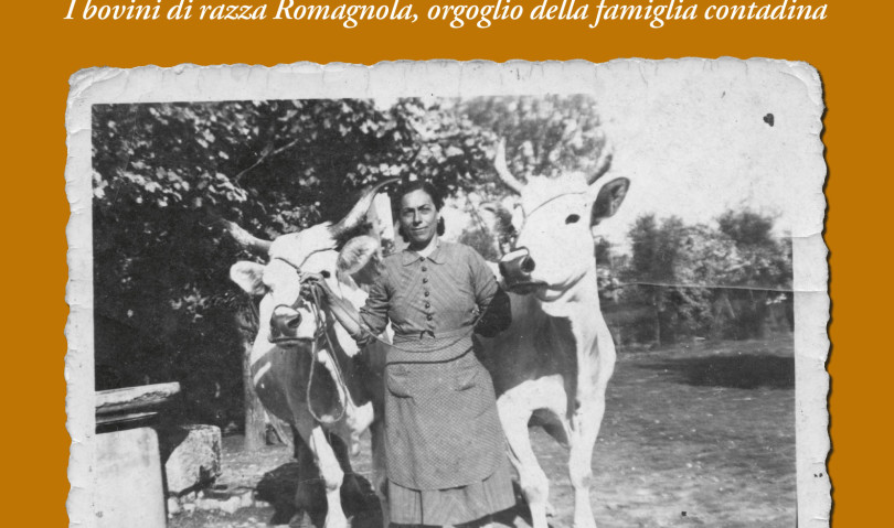 Il bovino di razza romagnola protagonista al museo San Domenico